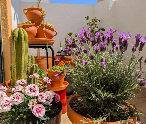 Small space gardening setup on a balcony